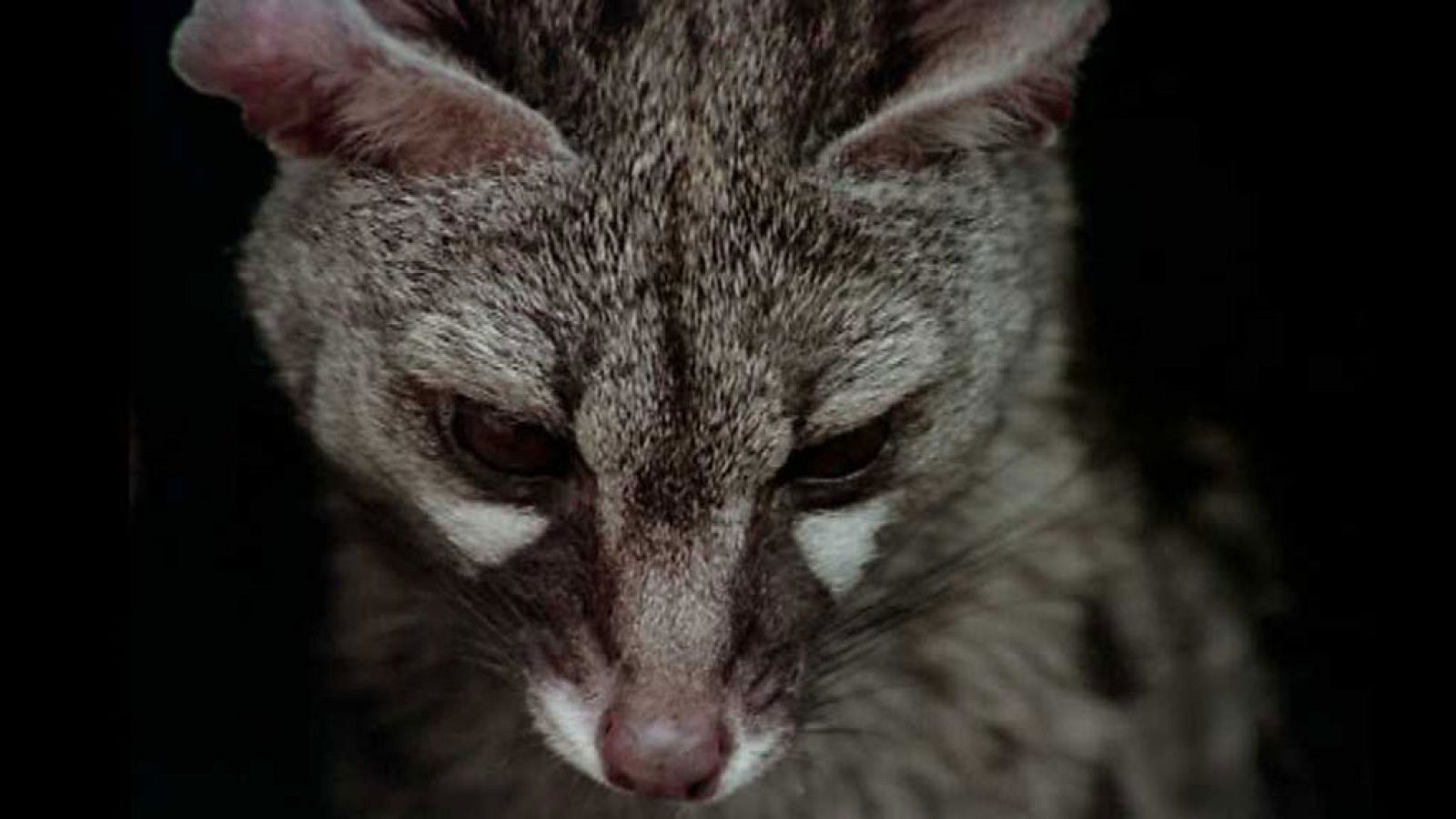 El hombre y la Tierra (Fauna ibérica) - La bella matadora - ver ahora