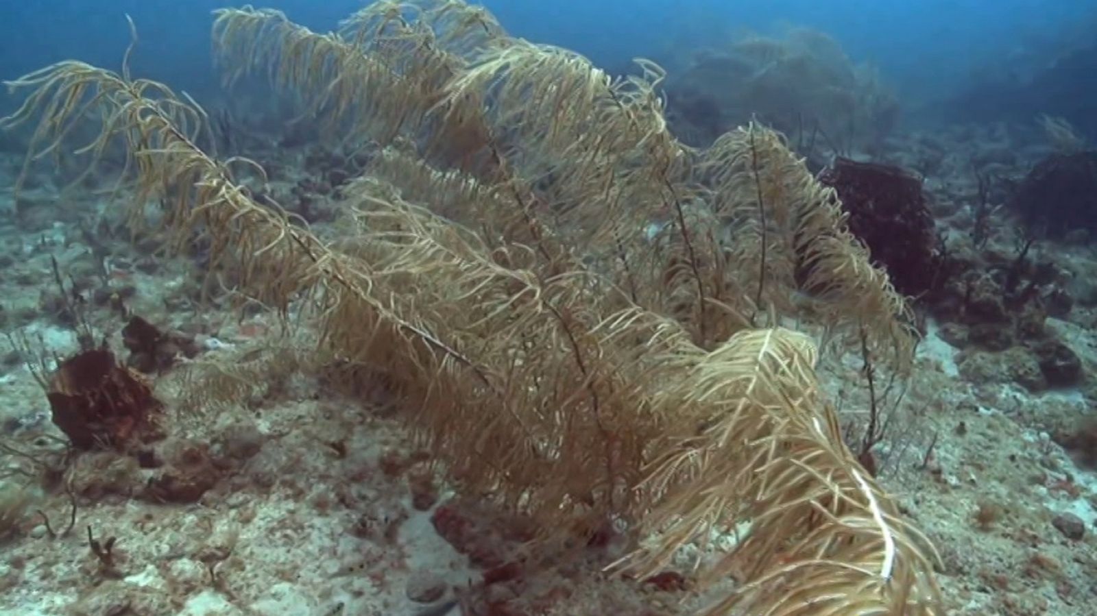 ¡Qué animal! - Cazadores - ver ahora