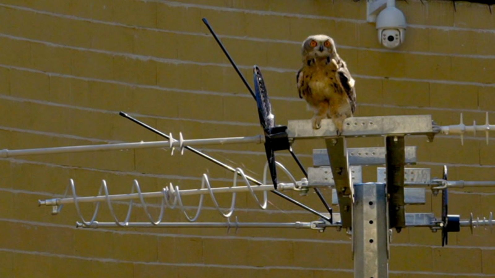 Reduce tu huella - Peligro de extinción - ver ahora