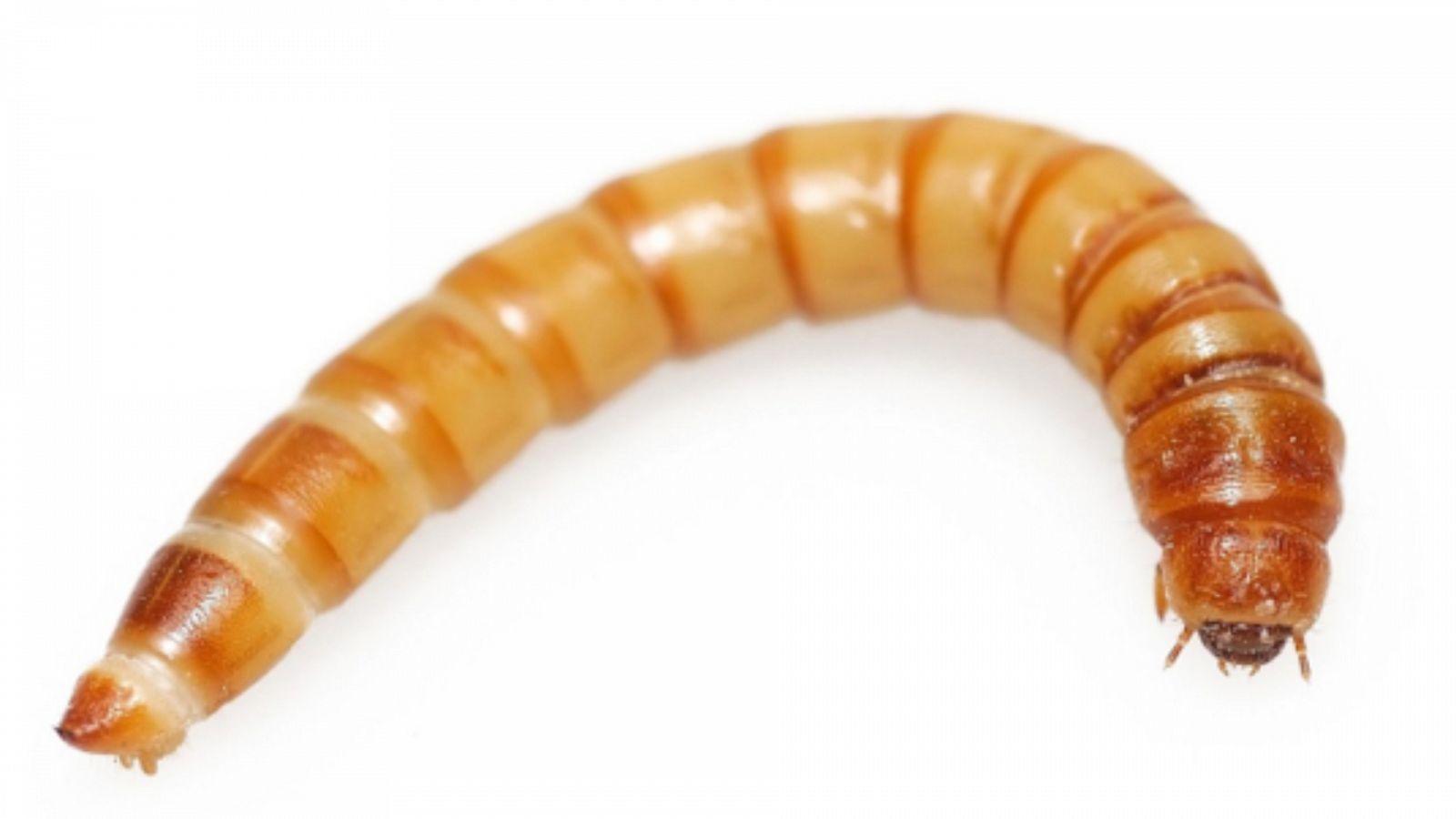 Órbita Laika - Curiosidades científicas - el gusano de la harina