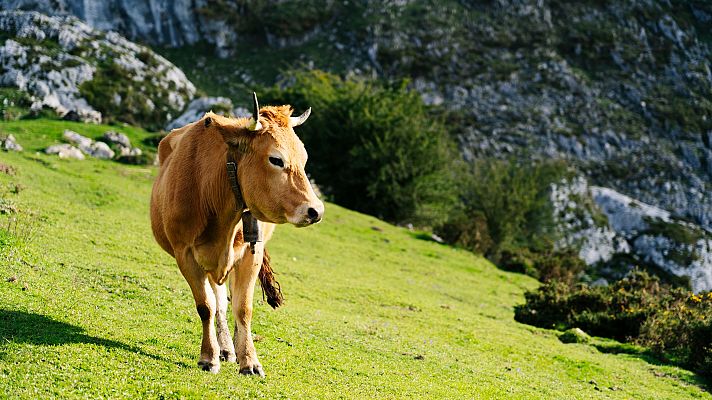 Aila, la vaca que sobrevivió atrapada en un acantilado