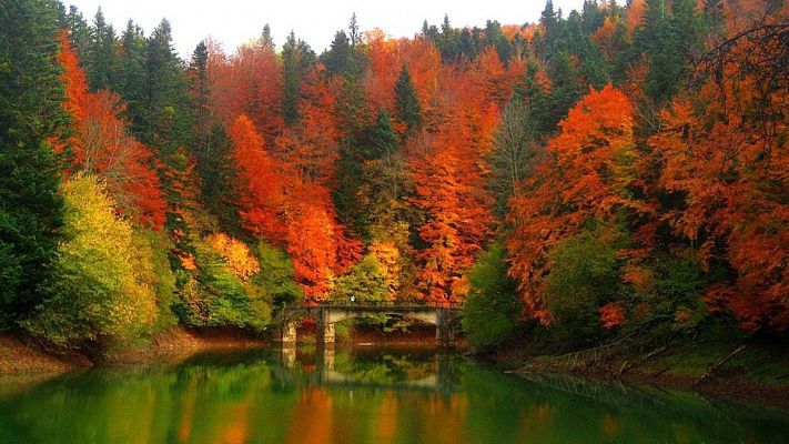 Explosión de colores en la Selva de Irati