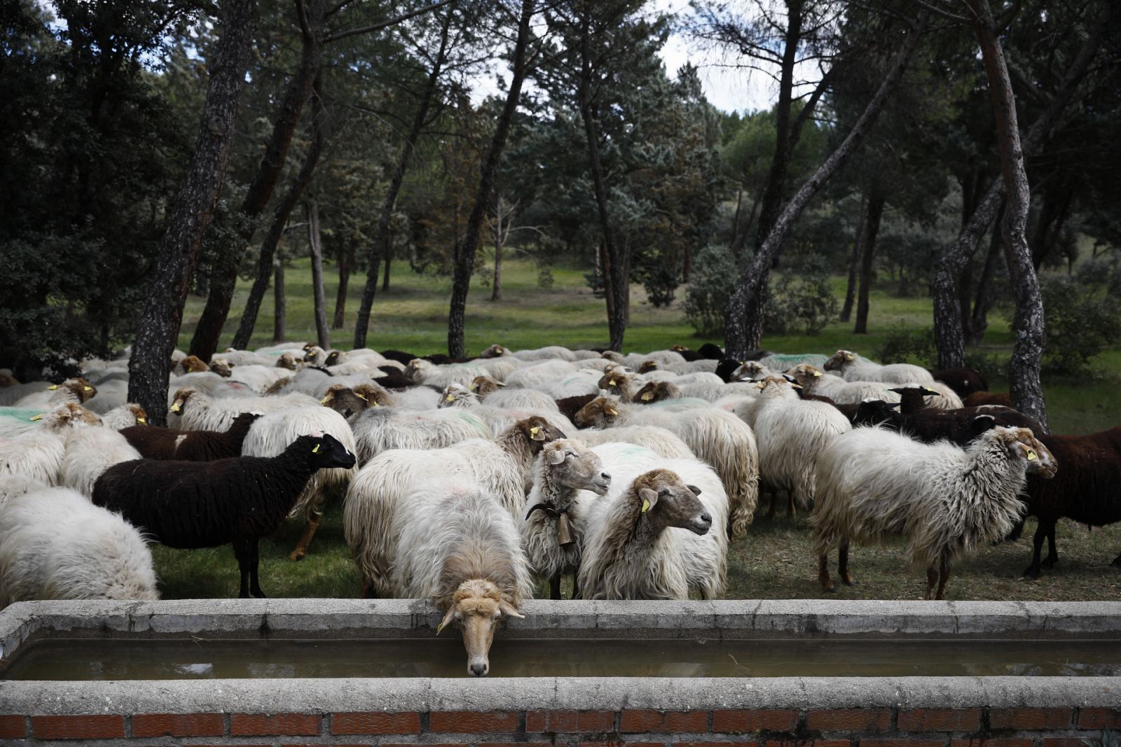 Una rubia y una morena, ¿quiénes son las autóctonas de Madrid?