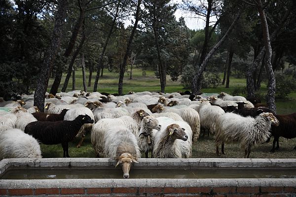 La rubia y la morena autóctonas de Madrid