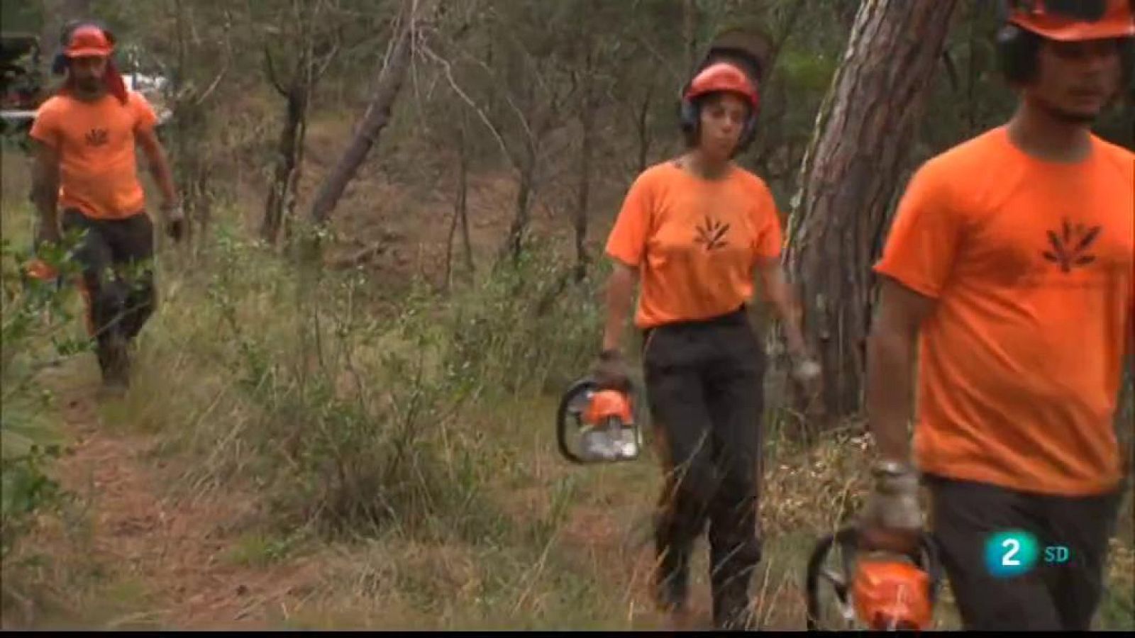 La gestió forestal com a eina d'inclusió i la Castanyada confinada a La Metro