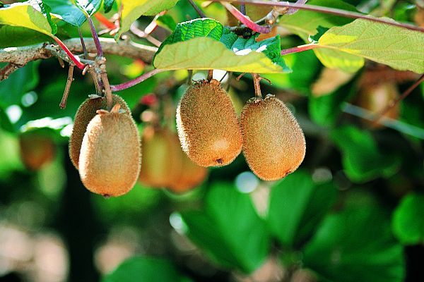 Aquí la Tierra - ¿Qué es lo que necesita un kiwi para crecer?