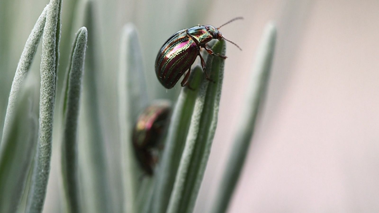 Aquí la Tierra - San Lorenzo de El Escorial, visitamos esta tierra de insectos