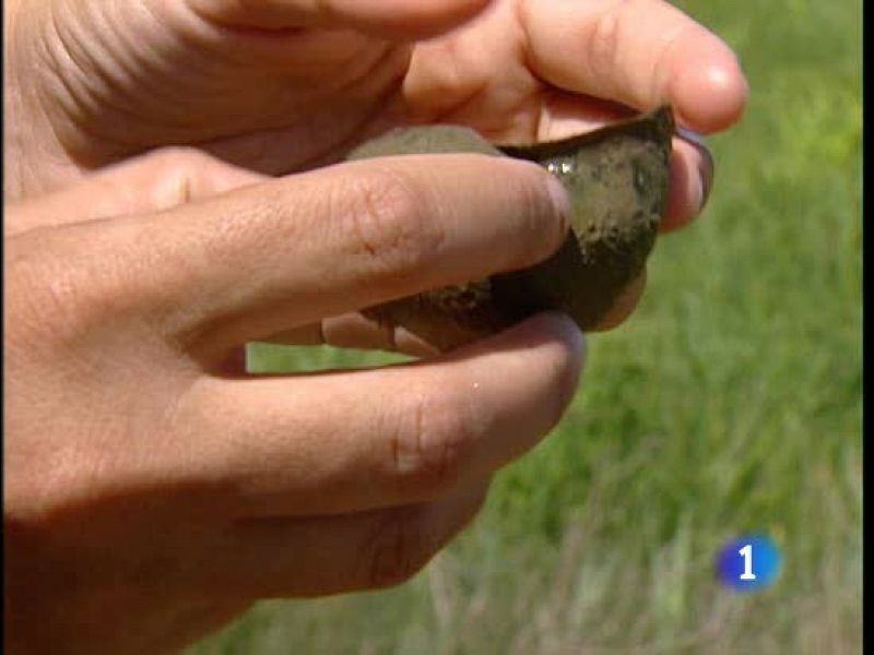 Miden el doble que un caracol normal, los llaman "caracoles manzana" y se han convertido en una plaga que amenaza los arrozales del Delta del Ebro. Los agricultores reclaman medidas urgentes para atacar esta especie suramericana que se reproduce muy rápidamente.