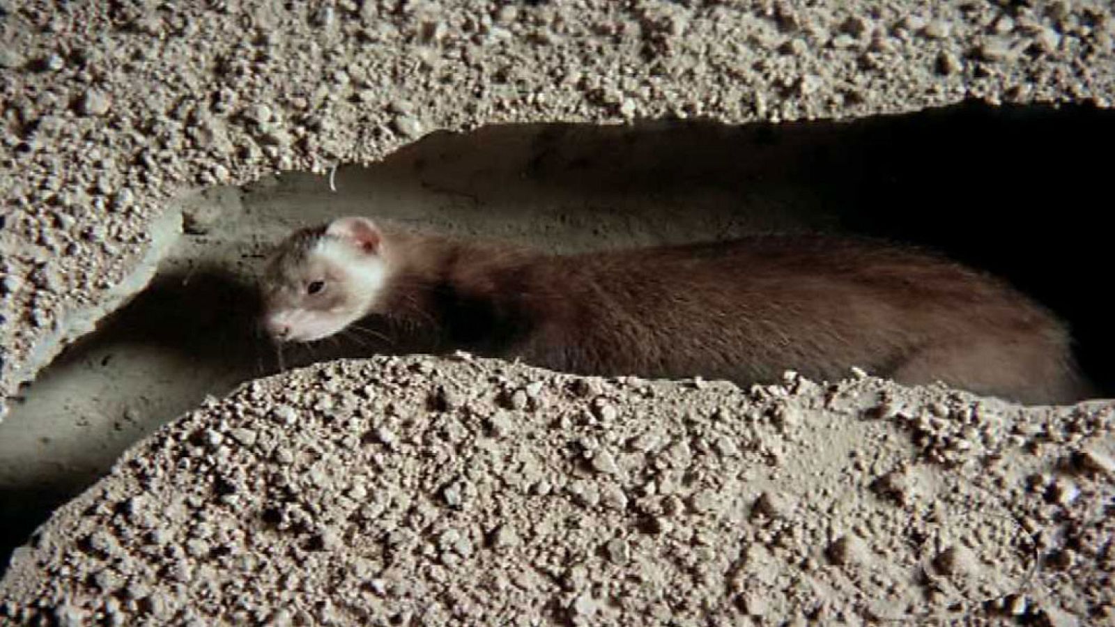 El hombre y la tierra (Fauna ibérica) - El juego de la caza II - ver ahora