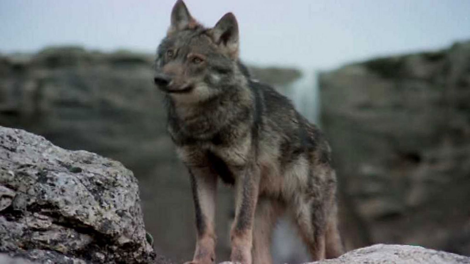 El hombre y la tierra (Fauna ibérica) - El cazador social - RTVE.es