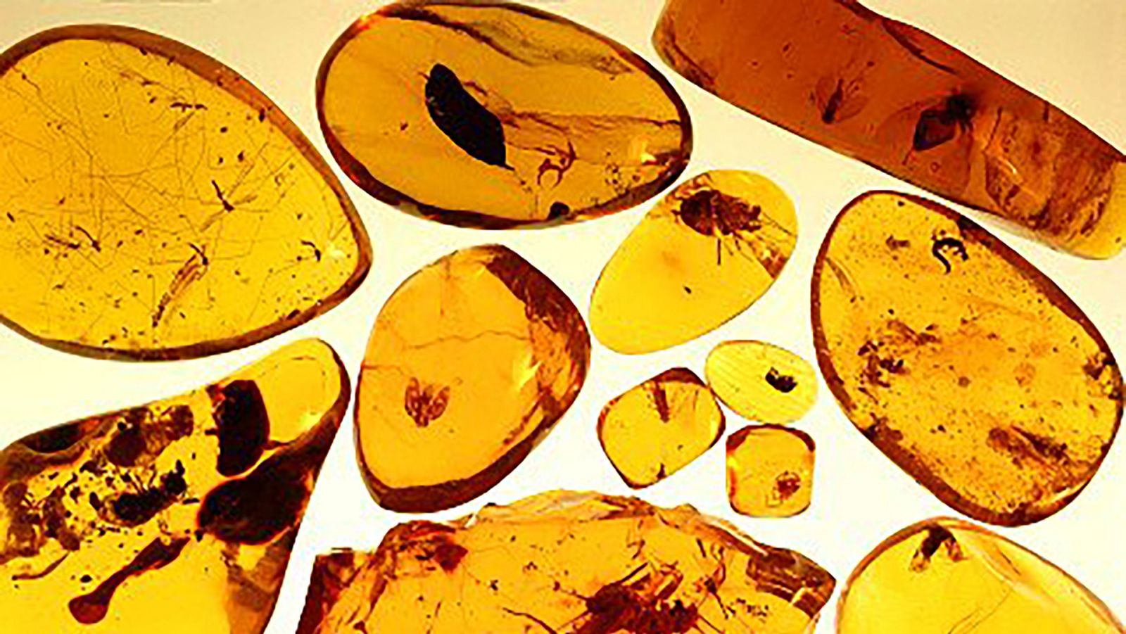 Órbita Laika - Curiosidades científicas - El ámbar