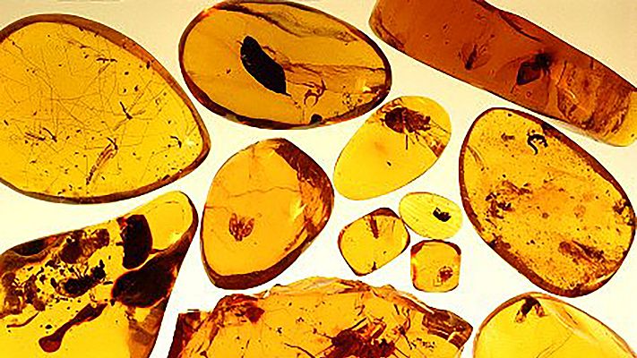 Órbita Laika - Curiosidades científicas - El ámbar