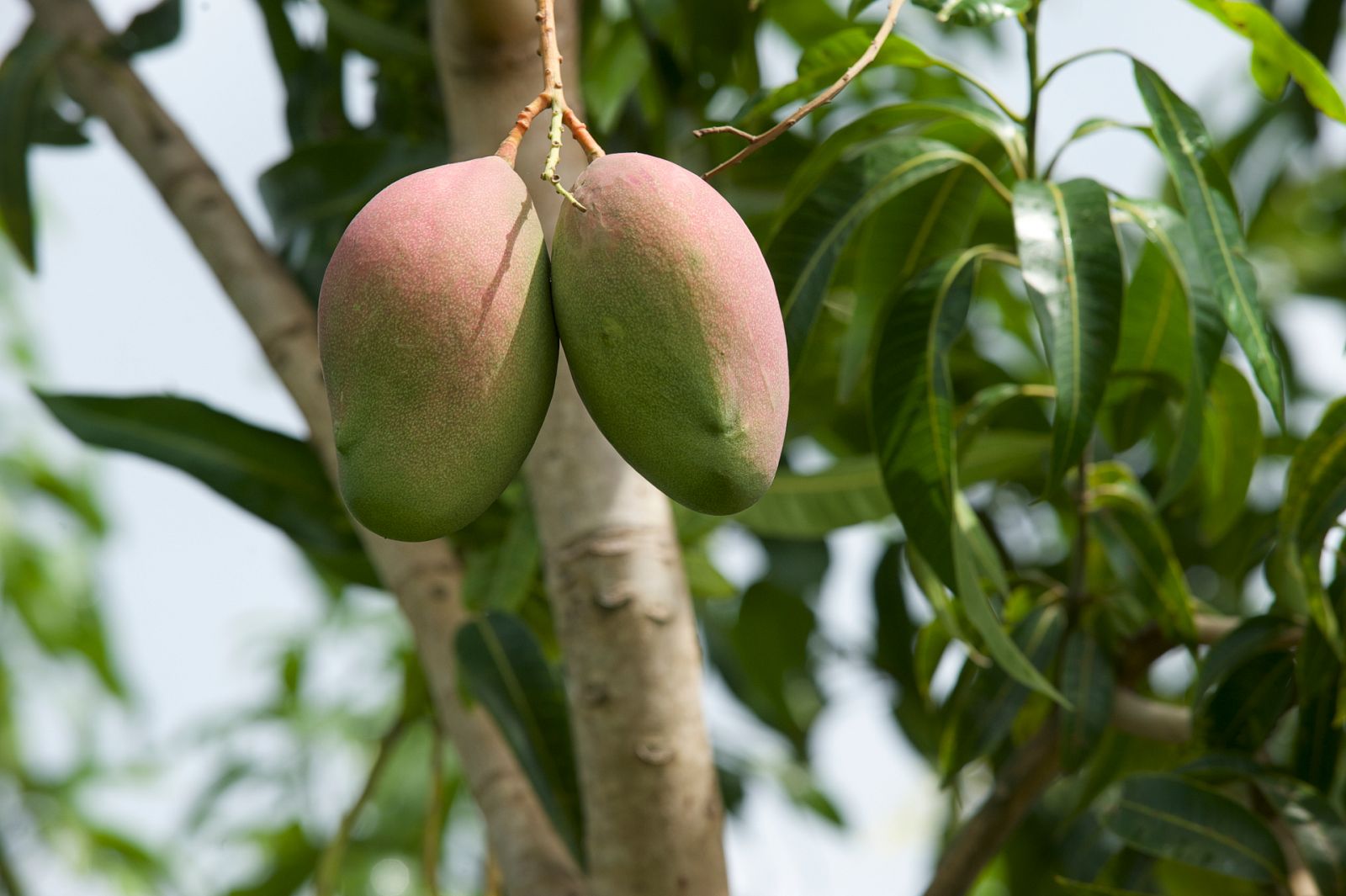 La mayor plantación de mangos de Europa se encuentra en Málaga