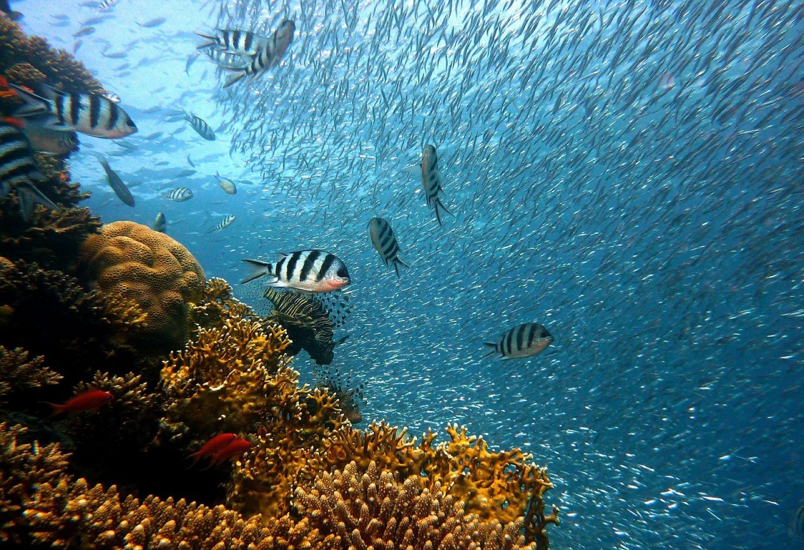 Cuidar La Fauna Marina Es Cuidar El Planeta