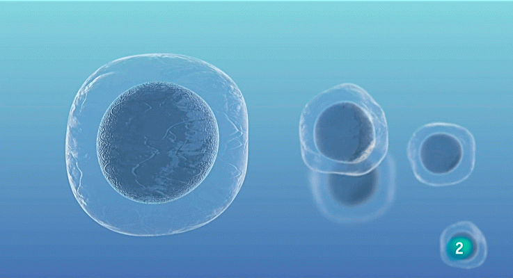 La aventura del Saber - ¿Modificaremos genéticamente el ADN de nuestros hijos?