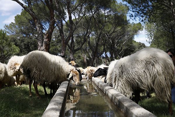 Aquí la Tierra - Con la lana de las ovejas latxas se hace la pelota vasca
