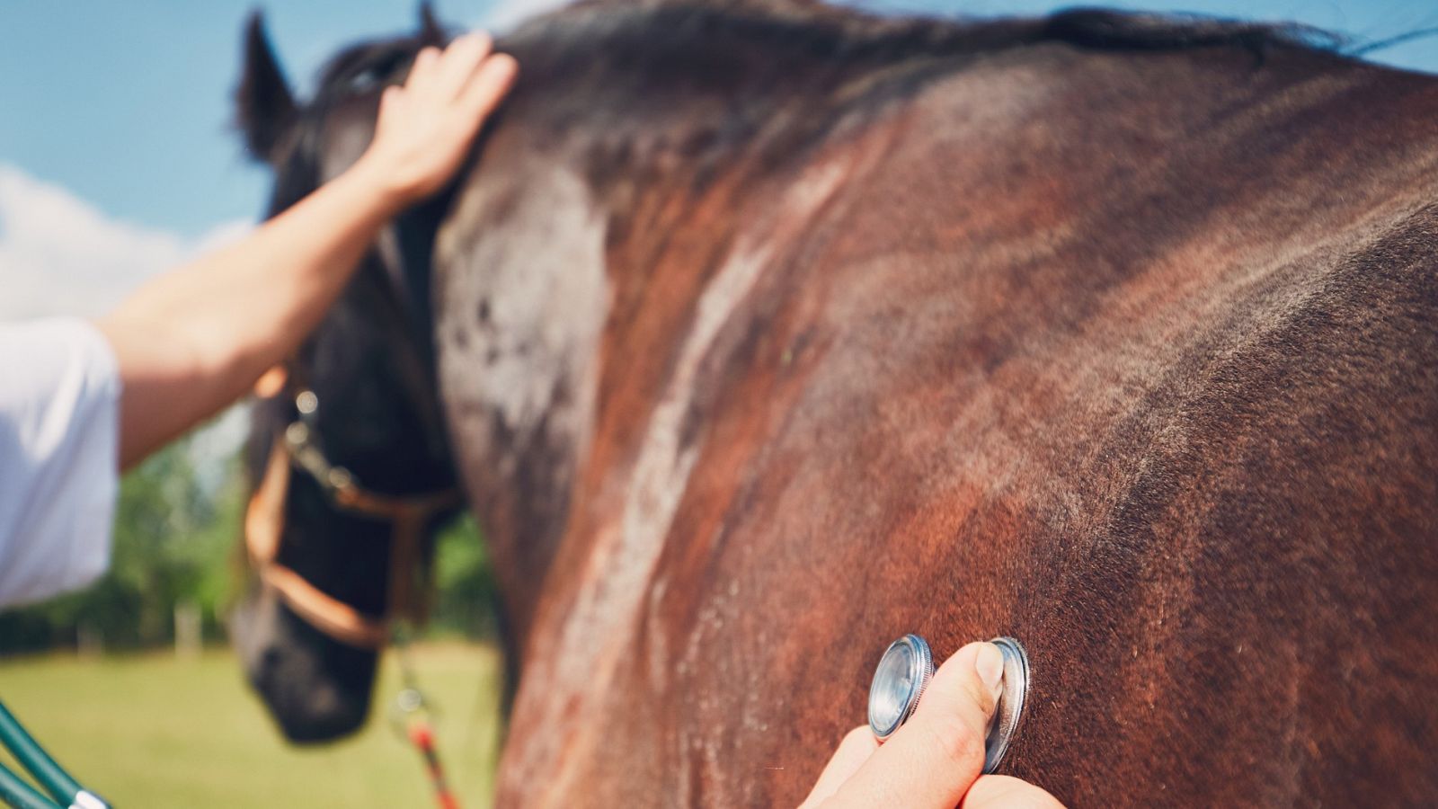 Veterinaria de caballos a domicilio