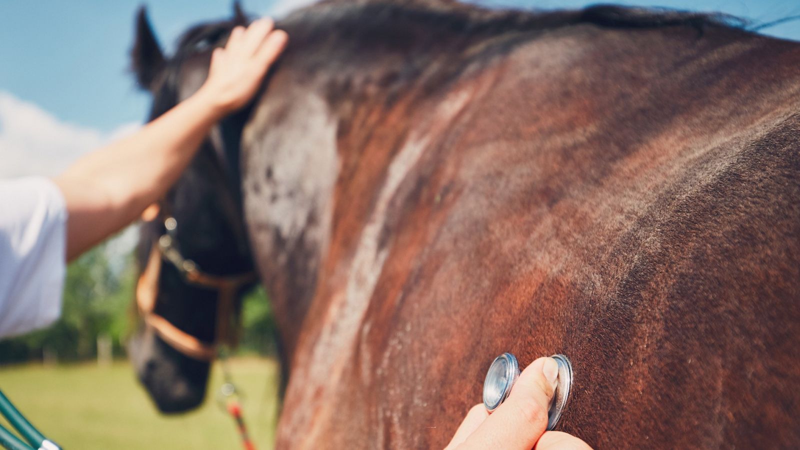 Veterinaria de caballos a domicilio - España Directo | Ver