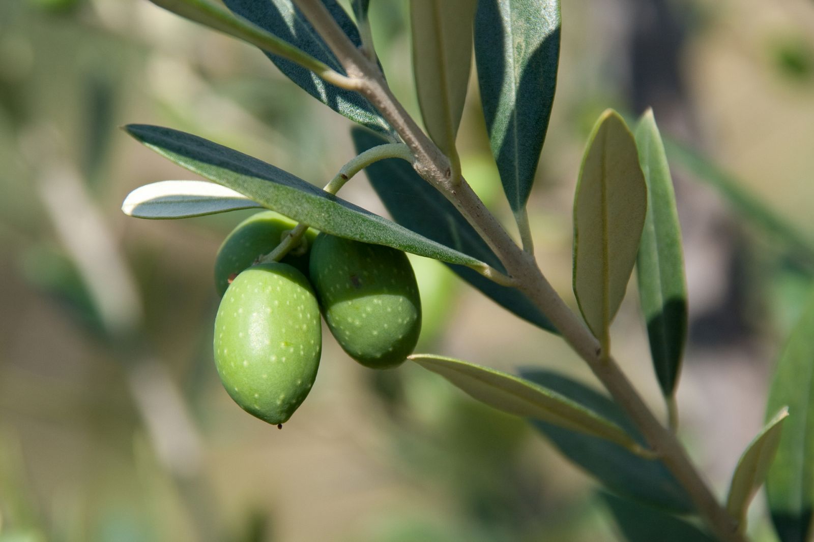 ¿Cómo se prepara el aliño de la aceituna Aloreña? Aprendemos en Málaga