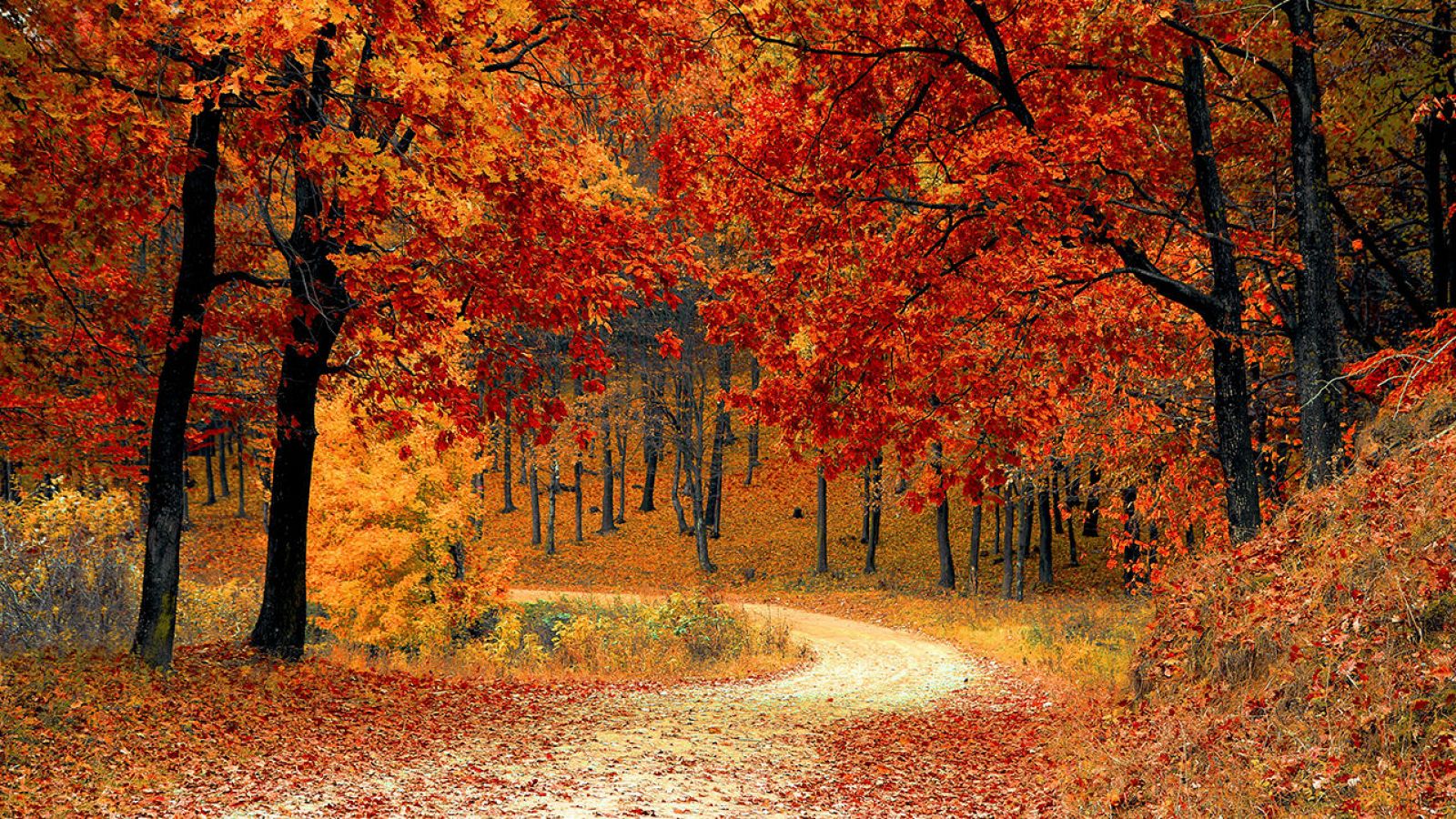 Por qué cambian de color las hojas en otoño