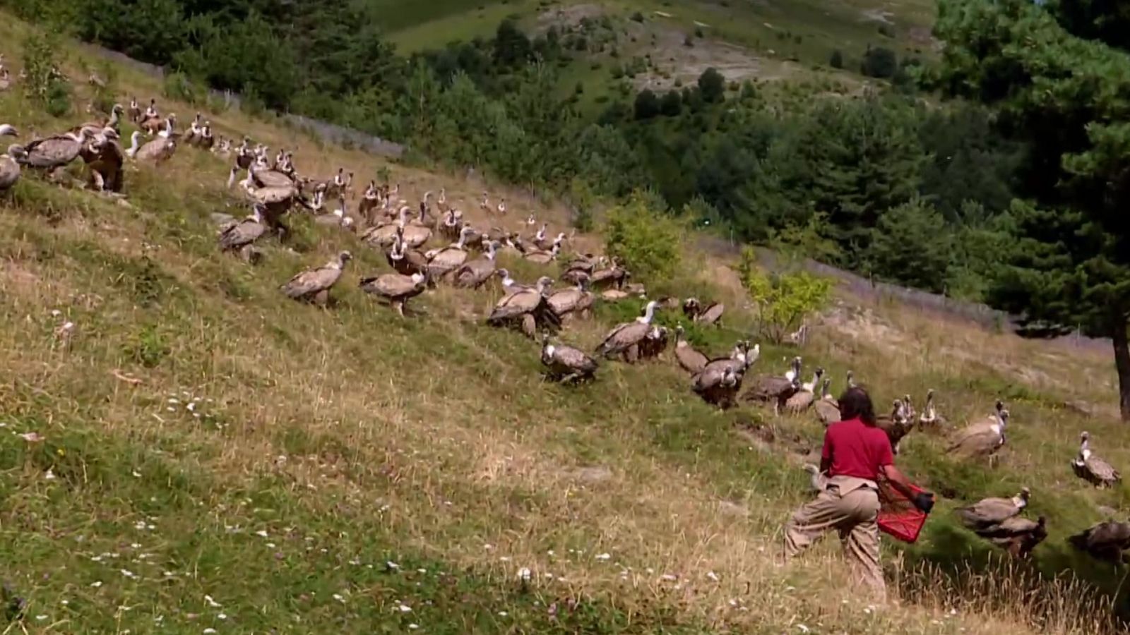 El escarabajo verde - Los ojos del parque (2ª parte) - ver ahora