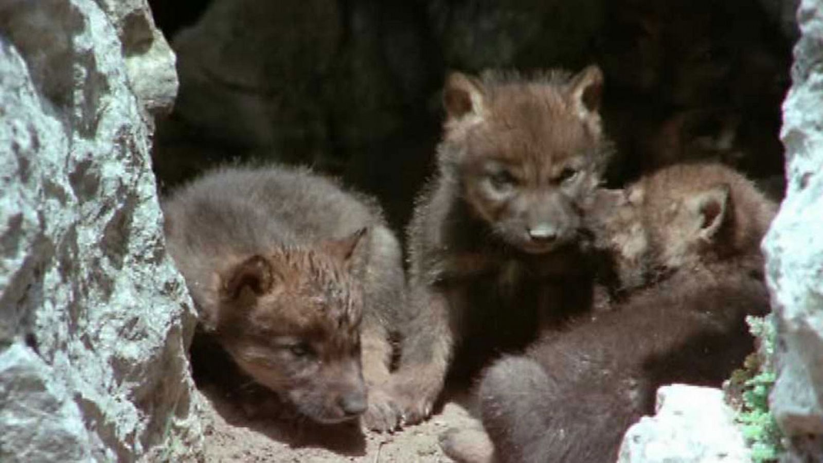 El hombre y la tierra (Fauna ibérica) - El clan familiar - RTVE.es