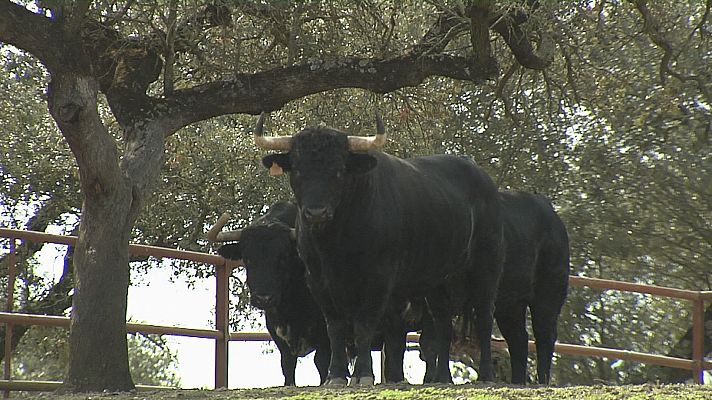 Tendido cero - Tendido Cero - 07/11/20