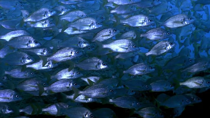 ¡Qué animal! - Sangre