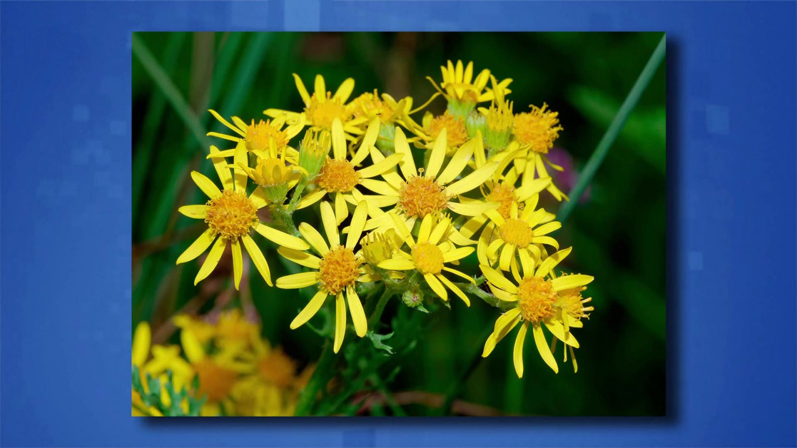 Saber y ganar - 09/11/20 - ver ahora