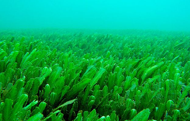 Las verduras del mar