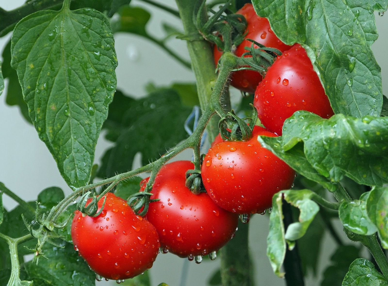 Aquí la Tierra - El secreto de los tomates colgantes de Castellón: ¿por qué se conservan tan bien?