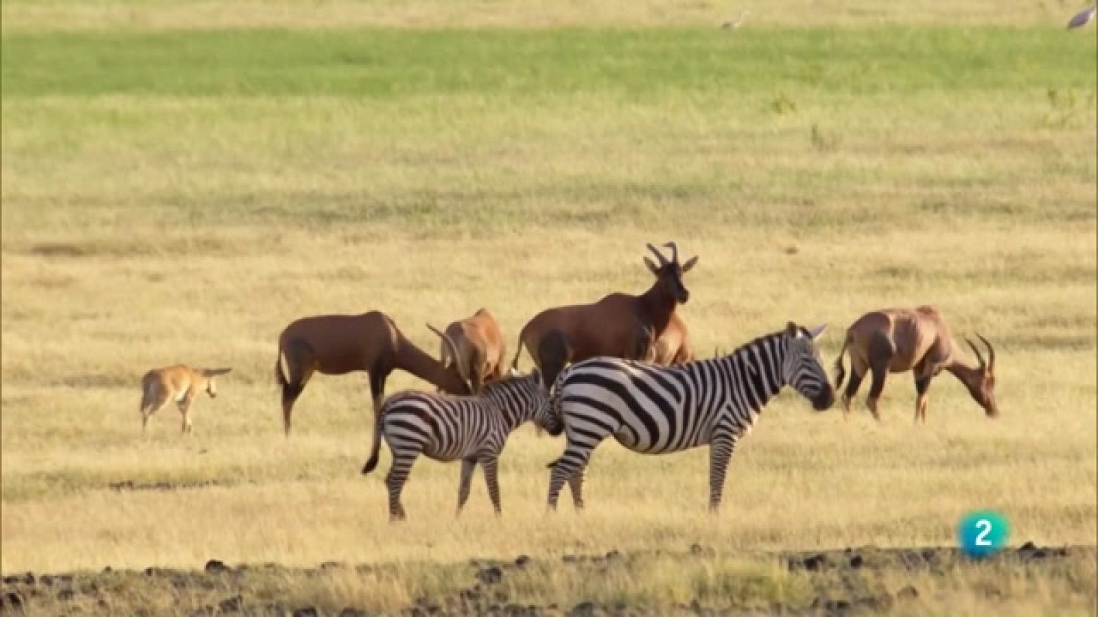 'Supervivència extrema' amb el capítol 'Atracció animal'. Per eliminar la competència i reproduir-se, cada espècie utilitza normes d'atracció úniques i exclusives.