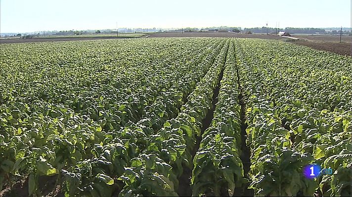 El sector tabaquero de Extremadura teme quedar fuera del plan estratégico para la PAC