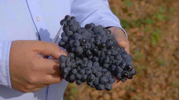 Aquí la Tierra - Conocemos la uva prieto picudo, típica de León