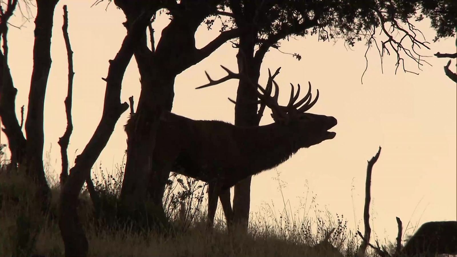 Jara y sedal - El encinar de San Martín - ver ahora