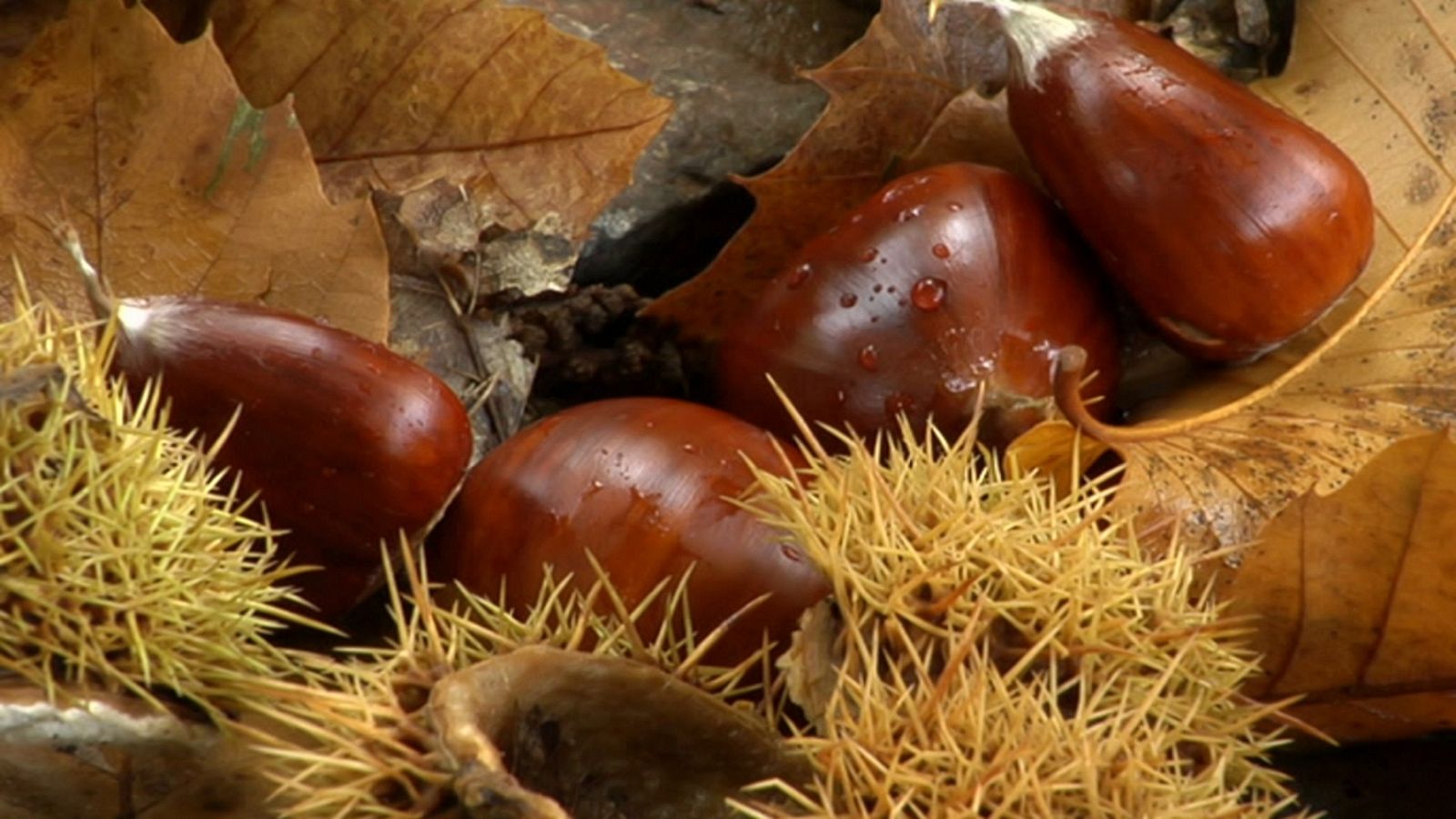 Agrosfera - 14/11/20 - RTVE.es