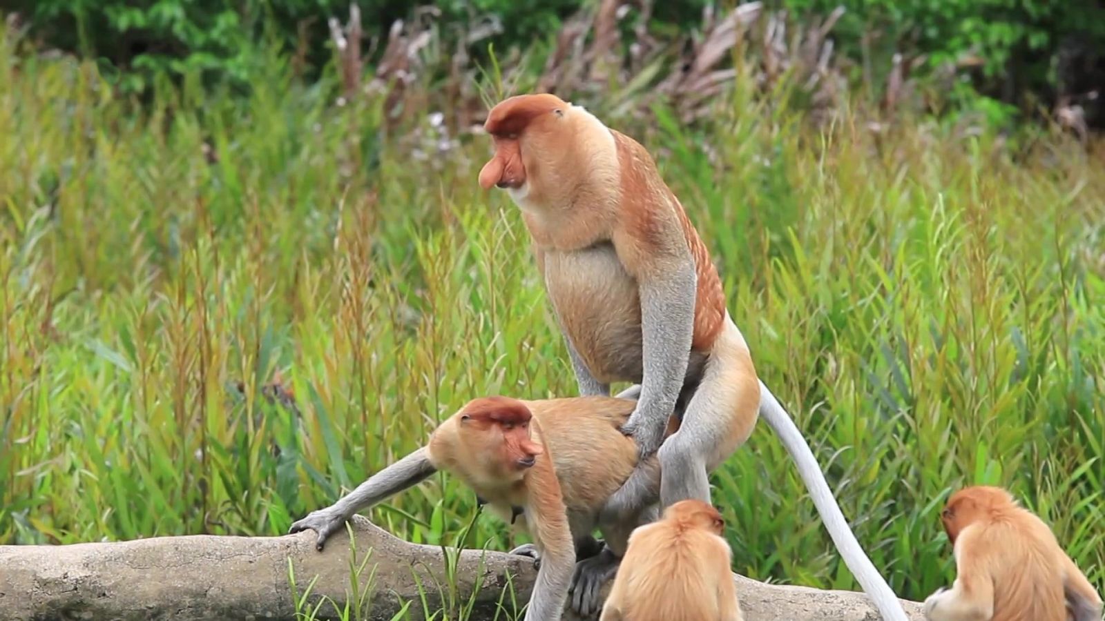 ¡Qué animal! - Sexo - ver ahora