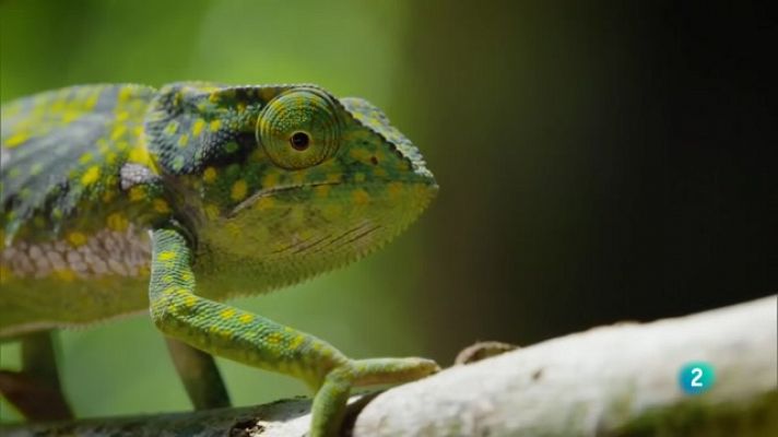 La crida de la selva