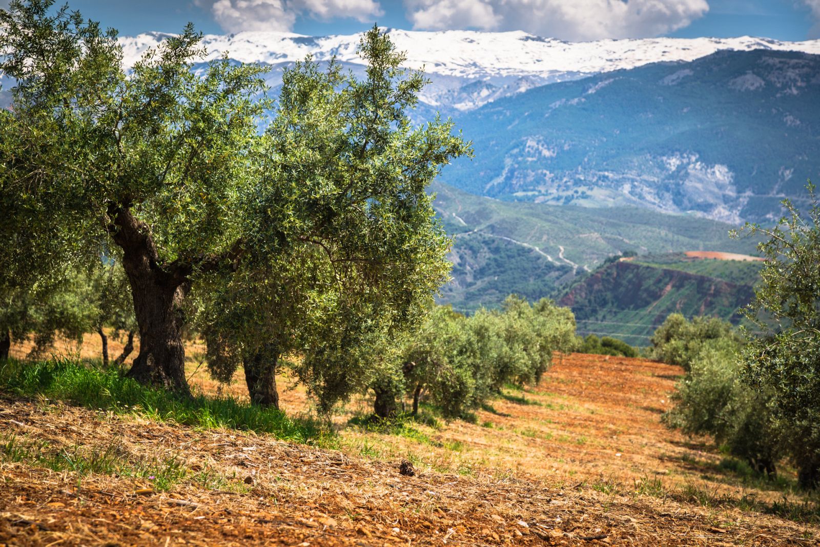 ¿Cómo se encuentra el sector del aceite de oliva?