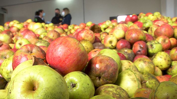 La buena manzana asturiana para una sidra inigualable