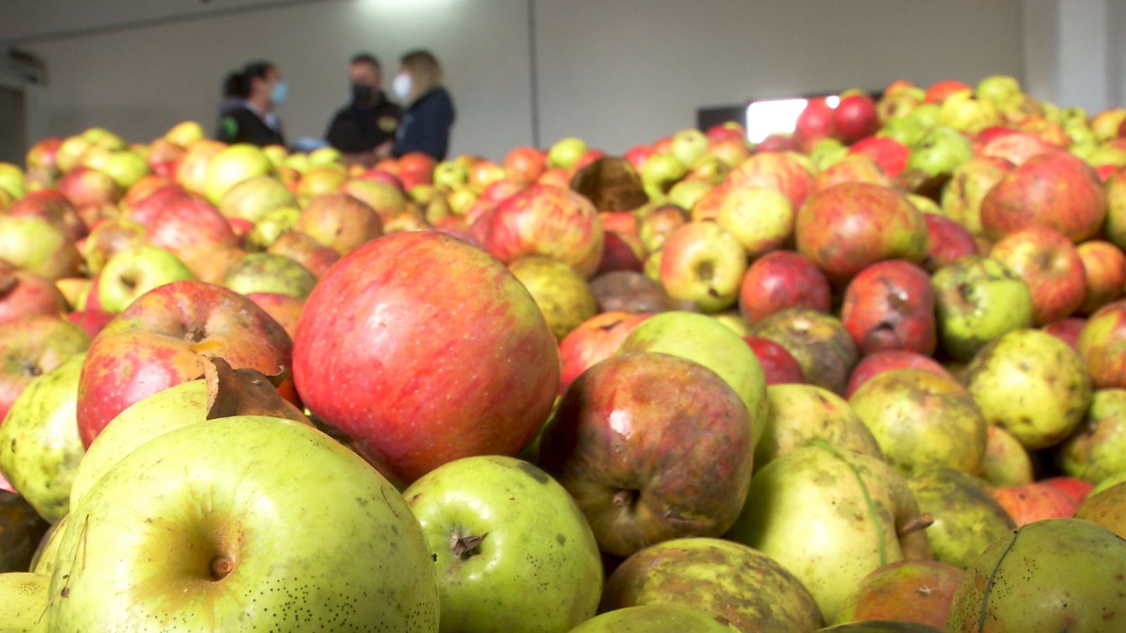 Aquí la Tierra - La buena manzana asturiana para una sidra inigualable