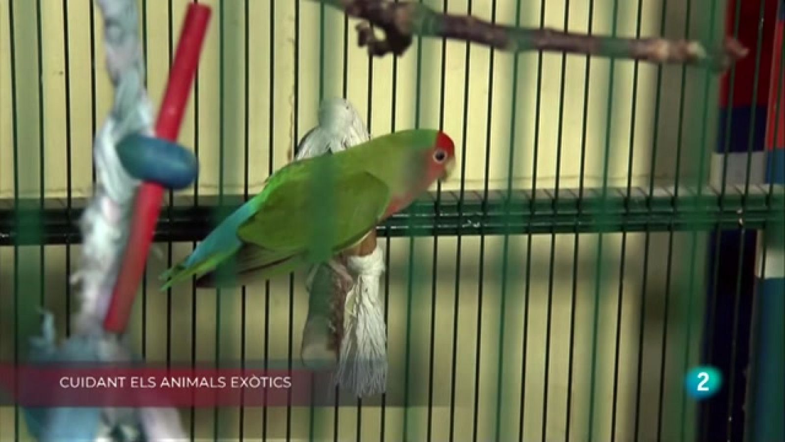 Cuidant animals exòtics, Educant l'olfacte i Ajuts al petit comerç