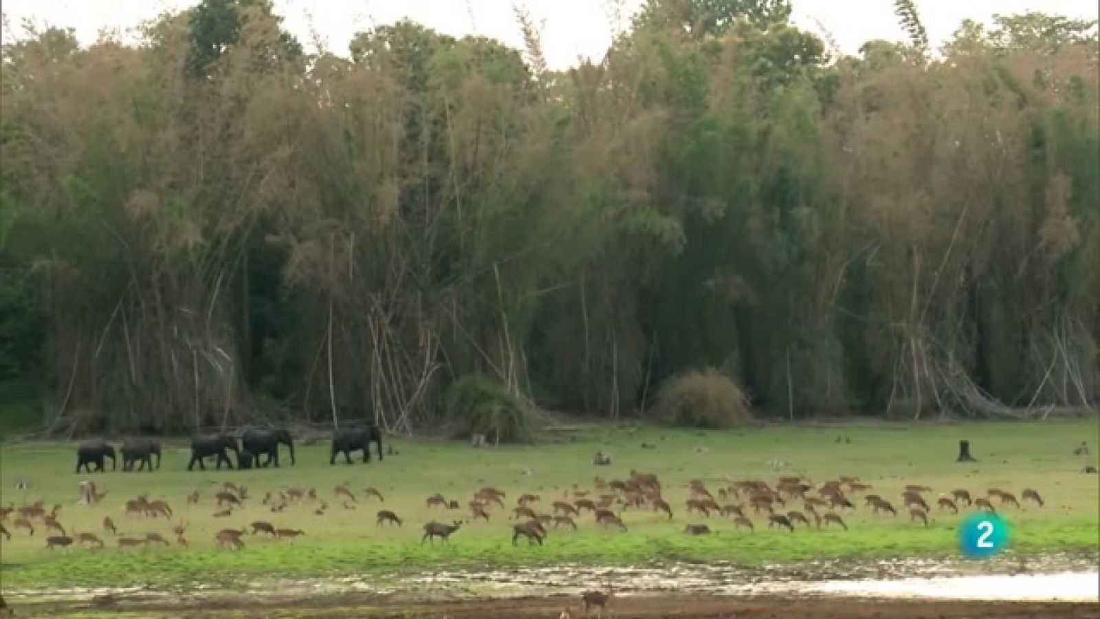 Grans documentals - Supervivència extrema: Ments animals - RTVE Catalunya