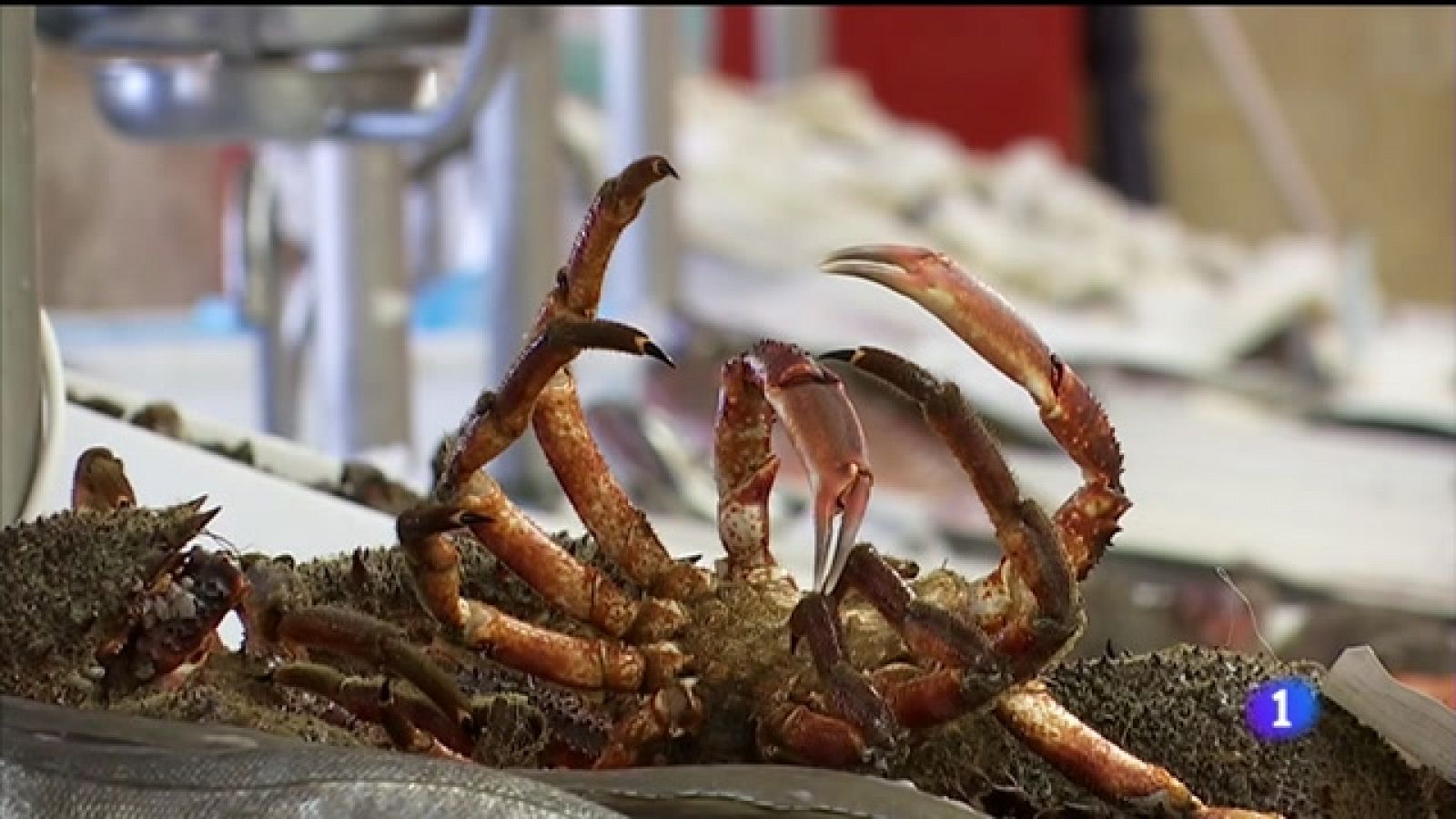 O peche da hostalaría pola covid afunde os prezos de peixes e mariscos