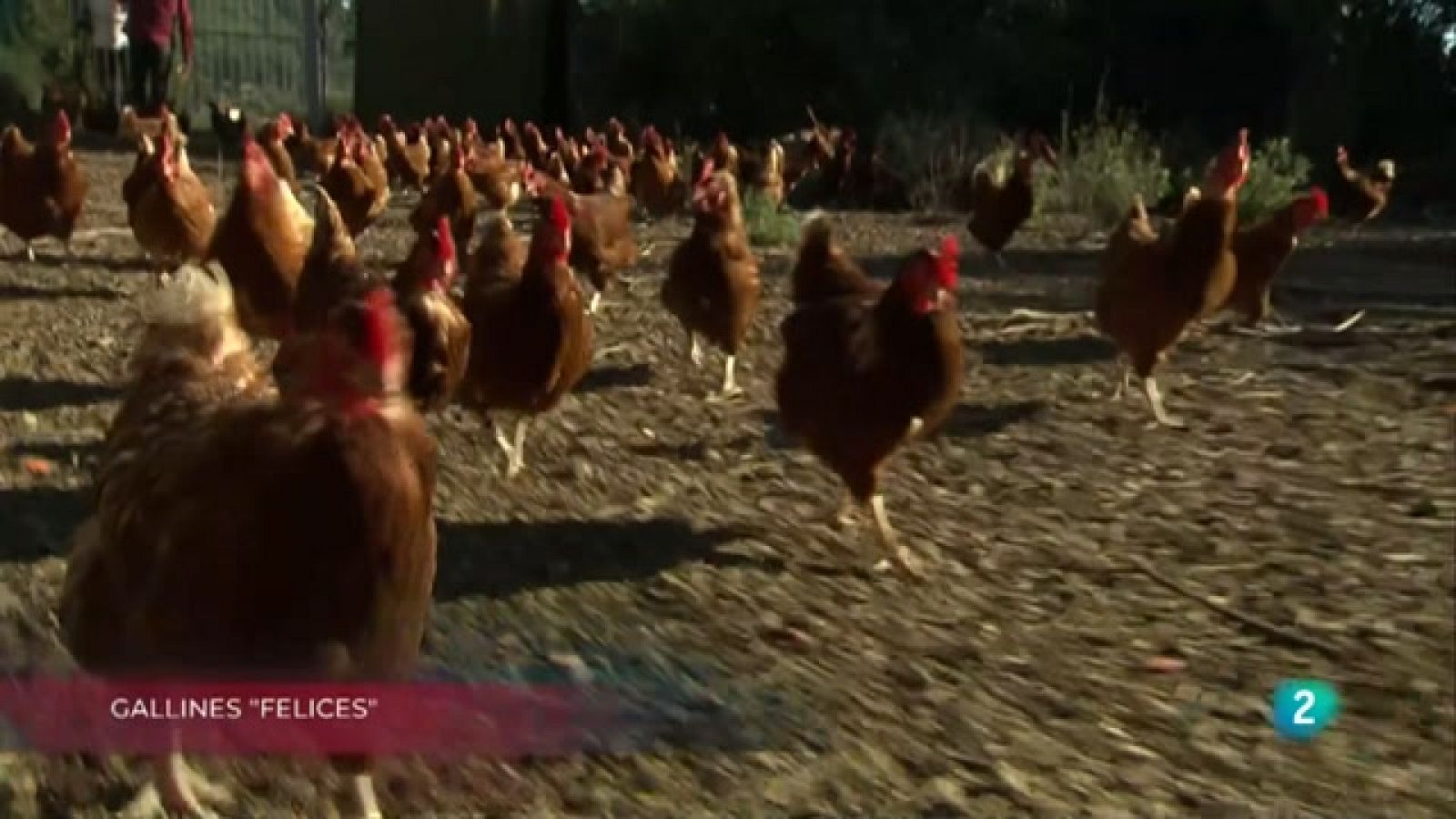 Gallines "felices", Afinant formatges i Integrar la diferència | La Metro - RTVE Catalunya