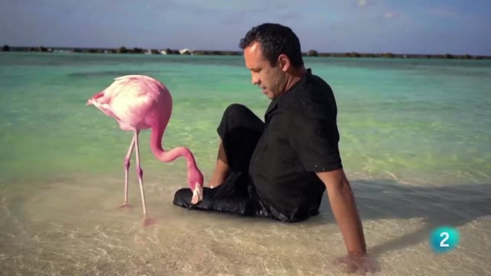 Documentales: 'The mystery of the pink flamingo' y 'Anatomía de un dandy'