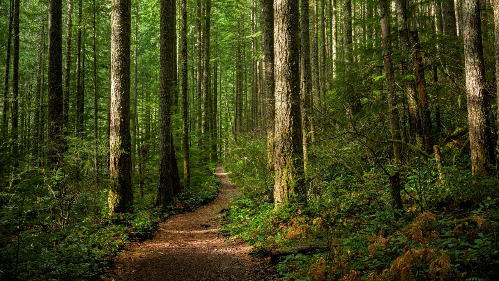 España Directo - 20/11/20 - ver ahora