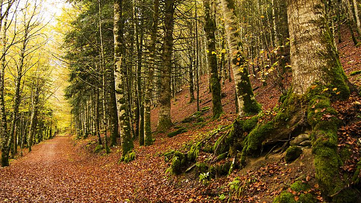 Aquí la Tierra - Aquí La Tierra - El bosque de Irati