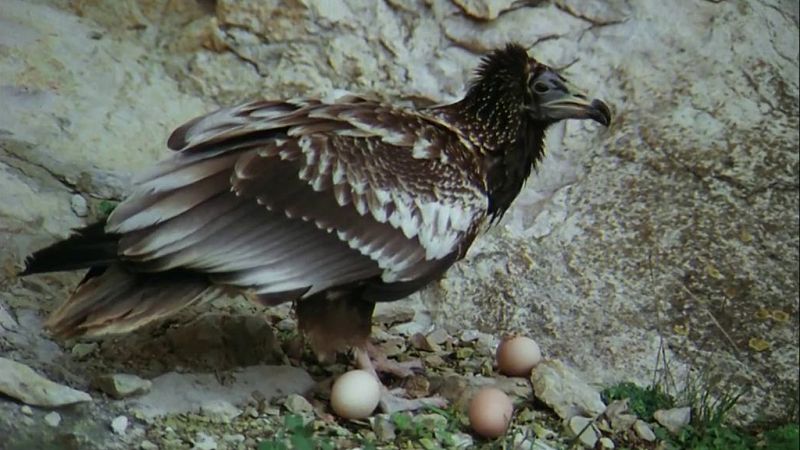 El hombre y la Tierra (Fauna ibrica) - Los crvidos, 1 - ver ahora