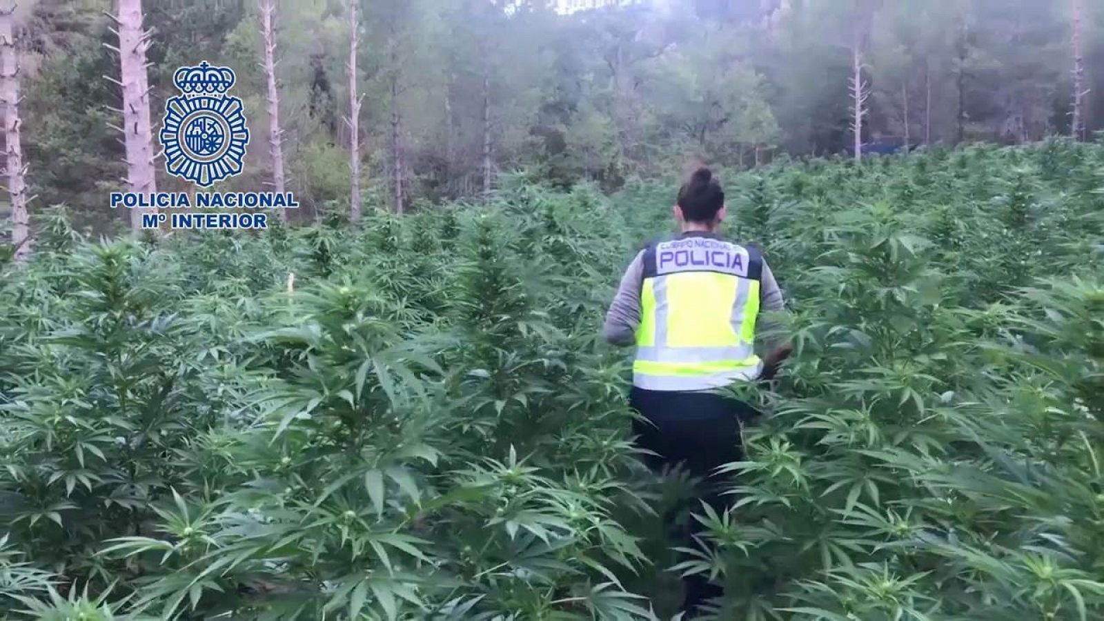 España, gran invernadero mundial de marihuana